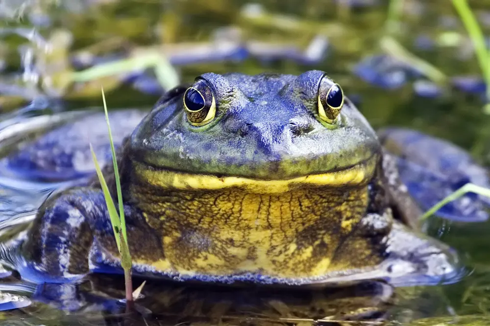 Rana catesbeianus