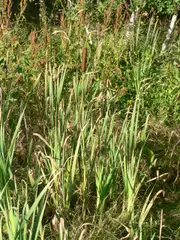 Bulrush