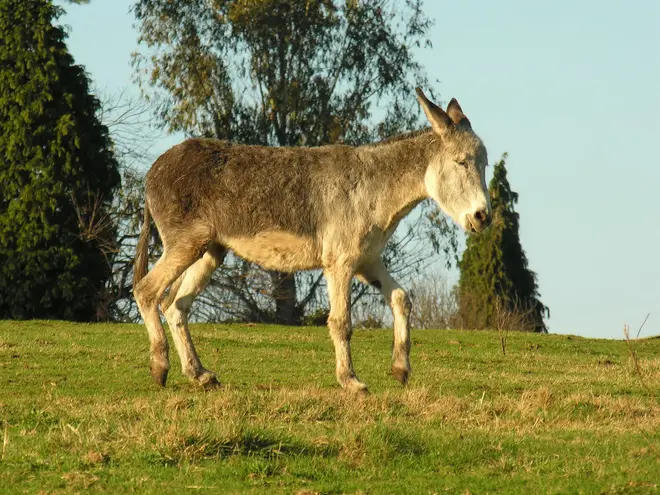 Burro Sigueiro Oroso Galiza 1