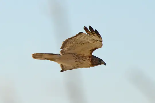 Red-Tailed Hawk (Buteo jamaicensis)