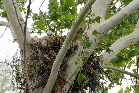 Red-Shouldered Hawk nest in the crook of a sycamore tree, two eyas (chicks) and mother in nest