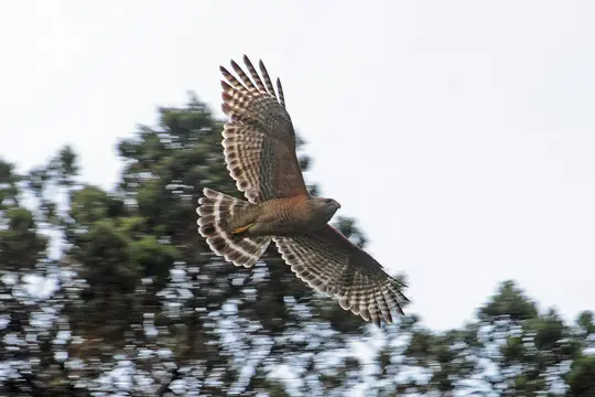 Red-Shouldered Hawk (Buteo lineatus)