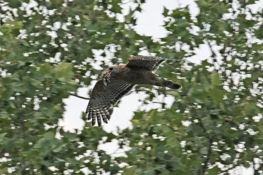 Red-Shouldered Hawk carrying a bird chick raided from another nest
