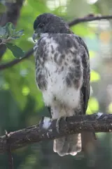 ʻIo (Hawaiian Hawk)