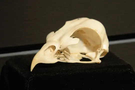Sainson’s Hawk skull - note the large eye socket.