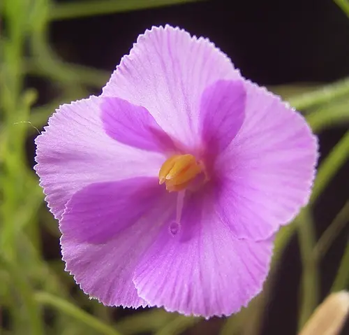 Byblis filifolia (Pago giant)