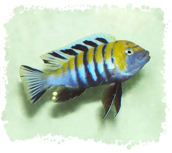 Cynotilapia afra