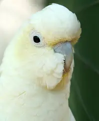Red-vented Cockatoo Cacatua haematuropygia