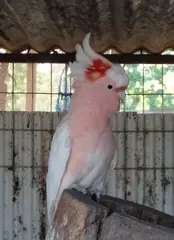 Major Mitchell's Cockatoo Lophocroa leadbeateri