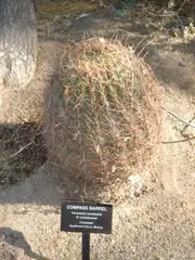 Cactaceae-compass barrel
