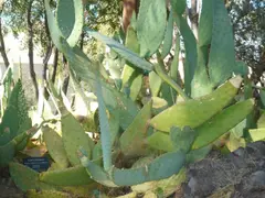 Cactaceae-cows tongue