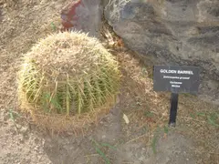 Cactaceae-golden barrel