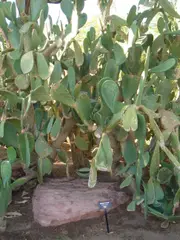 Cactaceae-mission cactus