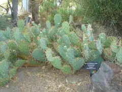 Cactaceae-mojave prickly pear