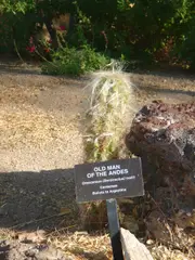 Cactaceae-old man of the andes