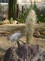 Cactaceae-old man of the mountains