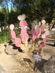 Cactaceae-purple pancake cactus