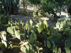 Cactaceae-rabbit ears-with-rabbit