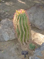Cactaceae-red barrel cactus