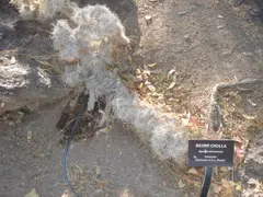 Cactaceae-silver cholla