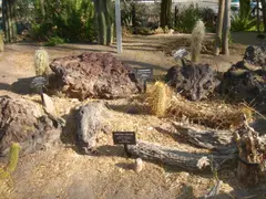 Cactaceae-south american