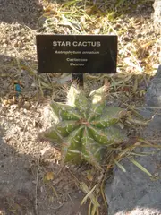Cactaceae-star cactus
