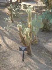 Cactaceae-teddy bear cholla