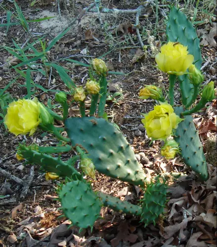 Cacti70512c