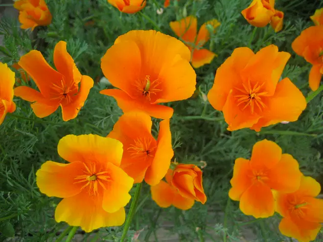 California poppy (Eschscholzia californica) - 22