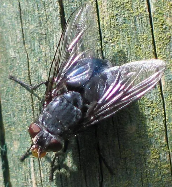 Diptera