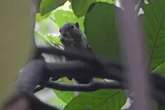 Plantain Squirrel