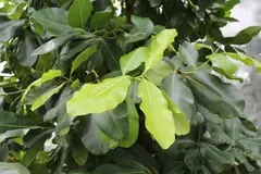 Kamani