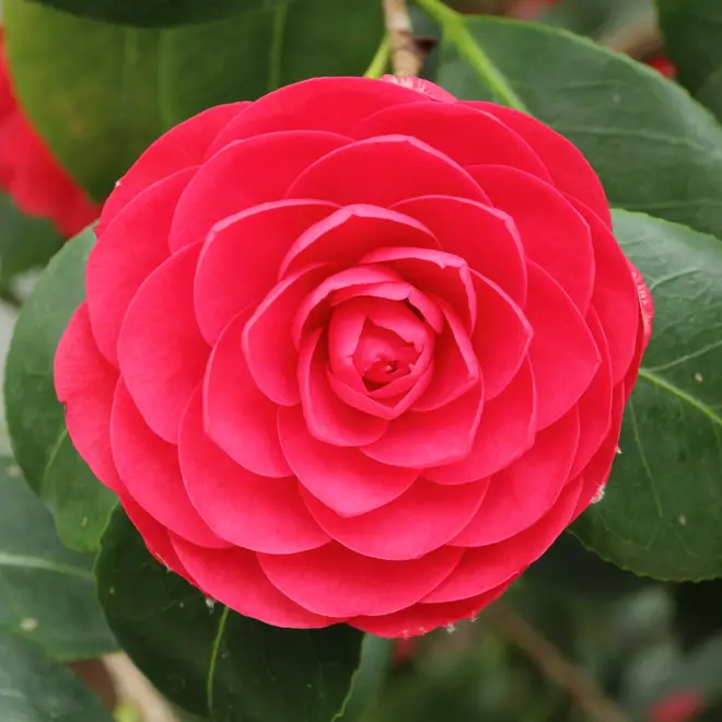 Camellia japonica-IMG 2052