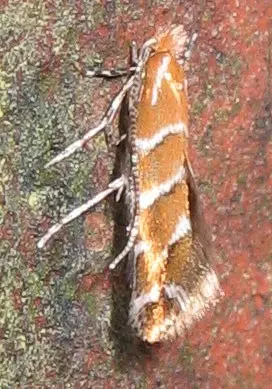 Cameraria ohridella 8419