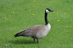 Canada Goose