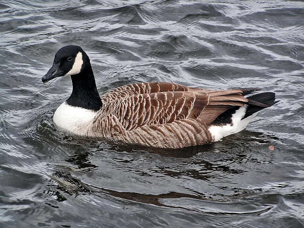 Branta canadensis