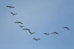 Canadian Geese drafting in V formation