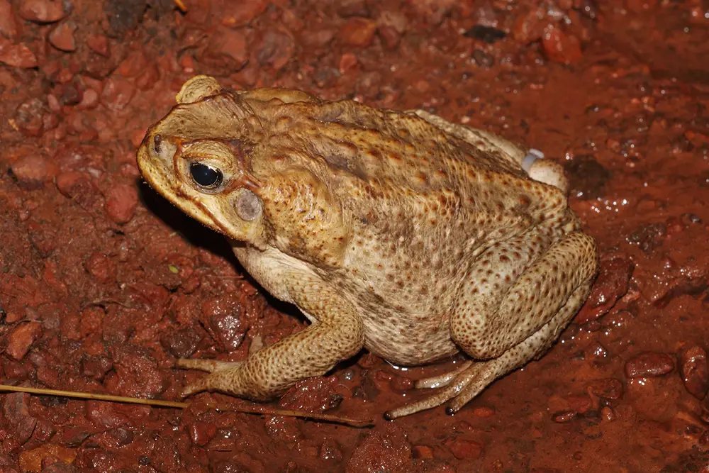 Rhinella marina