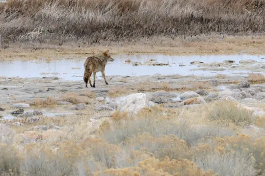 Coyote (Canis latrans)