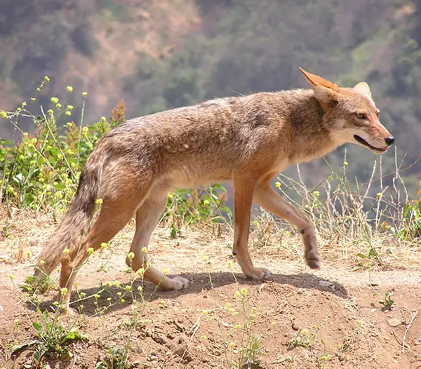 Coyote (Canis latrans) Dogs, wolves, coyotes