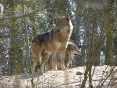 Eastern Coyote