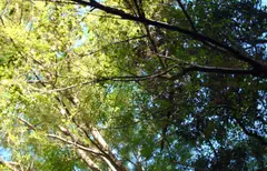 Canopy of trees