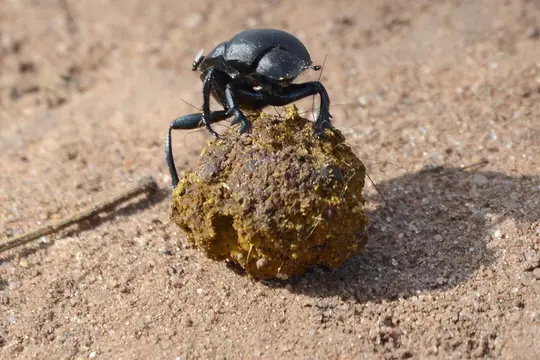 Dung Beetle (Canthon imitator)