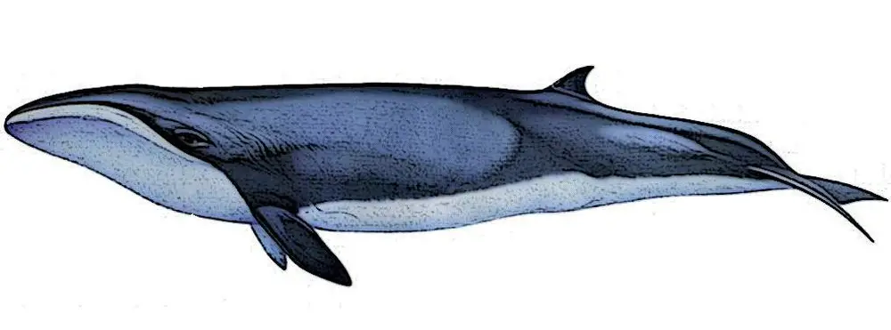 Caperea marginata