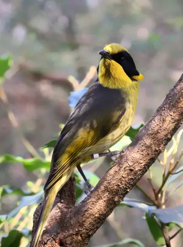 Helmeted Honey-eater
