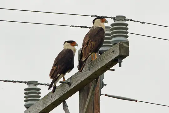 Crested Caracara (Caracara plancus)