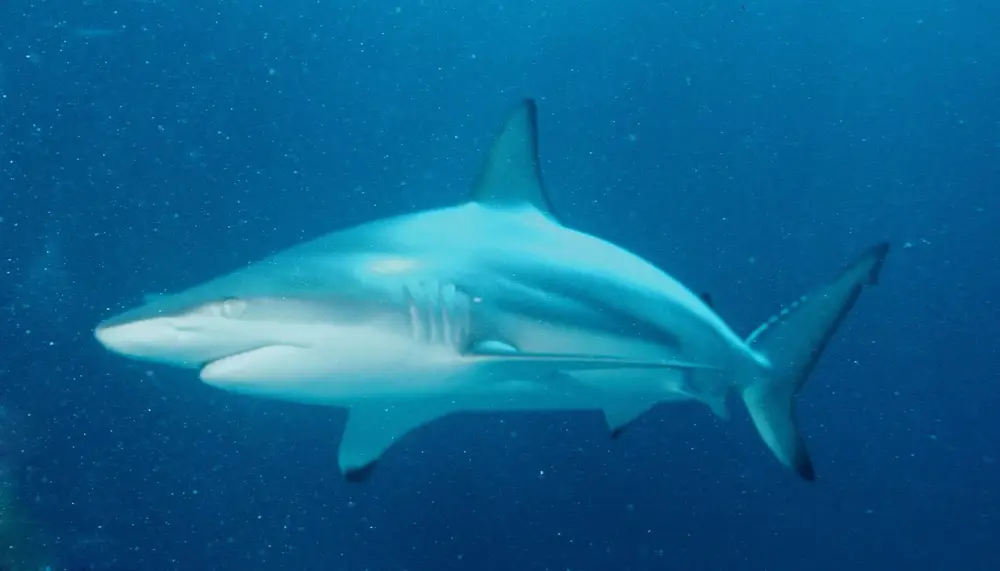 Carcharhinus limbatu