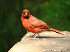 Cardinal (Eastern USA)