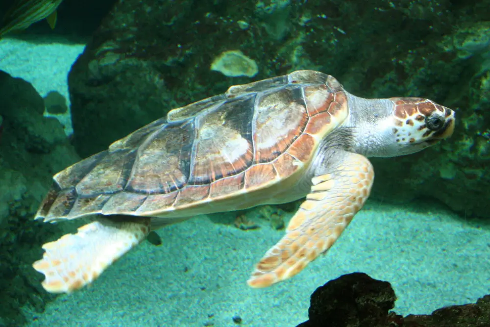 Loggerhead Turtle Turtle