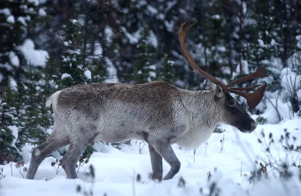 Rangifer tarandus